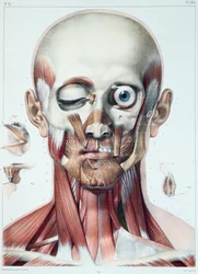 Musculature du visage avec l